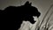 Nocturnal Fury: The Menacing Silhouette of a Stealthy Cat