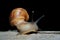 Nocturnal garden snail with extended tentacles