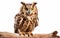 Nocturnal Majesty Owl on White Background