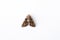 nocturnal moth of light brown orange color of symmetrical pattern on a white background close-up macro