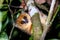 Nocturnal Mouse Lemur on branch in Madagascar