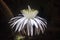 Nocturnal photo of white cactus flower