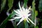 Nocturnal Pitahaya Dragon fruit flower blossom