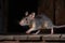 Nocturnal Scamper: A Grey Rat on Wooden Board in Dimly Lit Room
