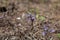 Nodding broomrape, Orobanche cernua