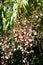 Nodding Clerodendron