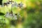 Nodding Clerodendron flowers