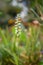 Nodding lady’s tresses Spiranthes cernua, fragrant white flowers in natural habitat