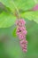 Nodding lilac, Syringa komarowii, close-up buds