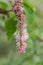 Nodding lilac, Syringa komarowii, close-up buds and flowers