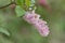 Nodding lilac, Syringa komarowii, close-up flowers
