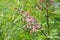 Nodding lilac syringa komarowii flowers