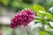 Nodding lilac, Syringa komarowii subsp. komarowii, budding flowers