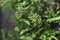 Nodding spurge Euphorbia nutans