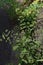 Nodding spurge Euphorbia nutans