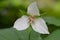 Nodding wakerobin Trillium flexipes, a white flower