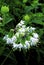 Nodding Wild Onion   16742