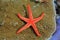 Noduled sea star