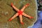 Noduled sea star