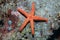 Noduled sea star