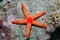 Noduled sea star