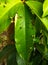 Nodules on leaves or leaf galls