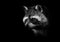 Noir crook raccoon. cute fluffy raccoon with a cute muzzle sits. black and white isolated black background
