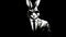 Noir Rabbit: A 1970s Detective In Corporate Punk Style