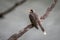 Noisey Miner perched on a dead branch