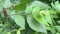 Noisy Cicadas Amongst the Green Leaves