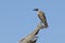 Noisy Friarbird