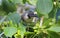 Noisy Friarbird about to feed on nectar