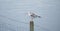 A noisy Gull perched on a wooden fence post