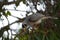 Noisy miner