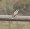 Noisy miner