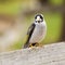 Noisy miner bird by itself