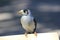 Noisy Miner bird portrait, background blurred