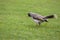 Noisy Miner on the grass