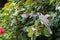 Noisy Miner, honeyeater bird perching on Hibiscus branch in the