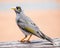 Noisy Miner Standing on a Wooden Table