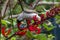 Noisy minor bird feeding on red erythrina × bidwillii flowers
