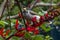Noisy minor bird on stem of red erythrina × bidwillii flowers