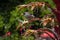 Noisy minor honeyeater standing on branch of a flowering alcantarea imperialis `Rubra`