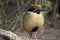 The noisy pitta has a black head with brown eyebrows a cream body