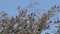 Noisy red-headed finches