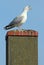 Noisy seagull with its beak wide open.