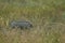 Nolan warthog Phacochoerus africanus africanus in the grass.