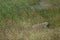 Nolan warthog Phacochoerus africanus africanus in the grass.