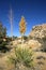 Nolina Beargrass Hidden Valley Landscape Mojave Desert Joshua Tree
