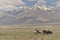 Nomad carrying salt on horses from the Tzo Kar Lake area on the Ladakh plateau